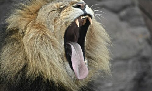 photo-1454425258331-bc19dbbb3969-600x400